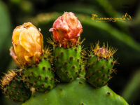 14012017-14012017-IMG_6341